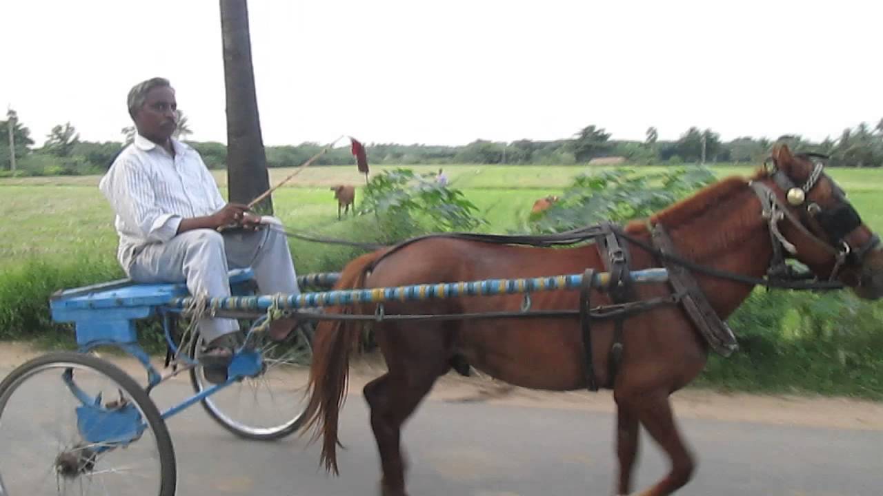 horse cart riding in tamilnadu, kanchipuram YouTube