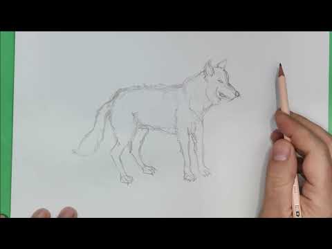 Video: Come disegnare un ritratto a faccia intera con una matita semplice