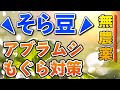 【ソラマメ】無農薬でアブラムシ・モグラを撃退します→ライ太郎【家庭菜園】夏野菜が育ちやすくもなります！【ムギ科】