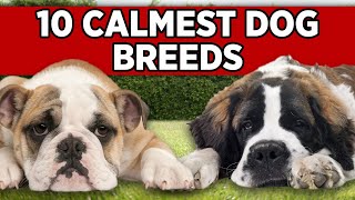 TOP 10 CALMEST DOG BREEDS | The Most Easy Going Dogs Around?