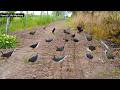 “Traditional Village Bird Trap – Simple but Powerful!” #Forest_Life_Mystery