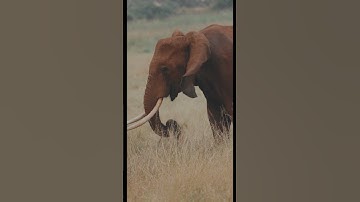 Elephants Can Recognize Themselves in a Mirror! 🐘🪞