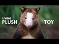 Tree Kangaroo: The Living Plush Toy