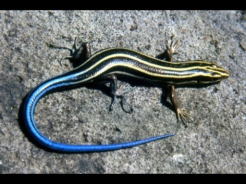 Skink Eggs And Hatching Youtube