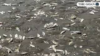 Concerns raised over dead Jellyfish washed ashore at Caranzalem Beach