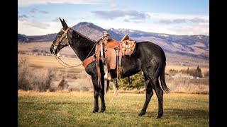 Sallee's Maria, 14.3 Hand Twelve Year Old Gentle Beautiful Black Molly Mule