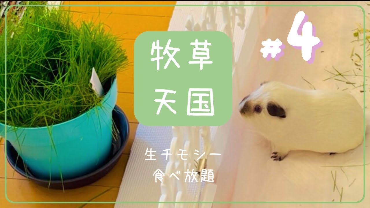 #4.【生チモシー】自分で育てた生牧草をモルモットにあげてみよう🦔【ロシアンモルモット】