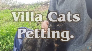 Lovely Divka Cat Hugs. 🐈🎥😻 by Exciting Cats 36 views 3 days ago 1 minute, 59 seconds