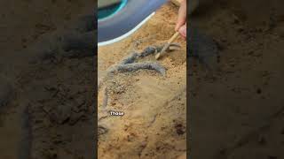 How to Identify a Dinosaur Fossil