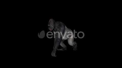 Old Gorilla Walk | Motion Graphics - Envato elements