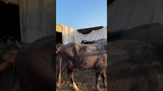 84270-19817, Nilli Ravi Jhooti Sale Area Barnala