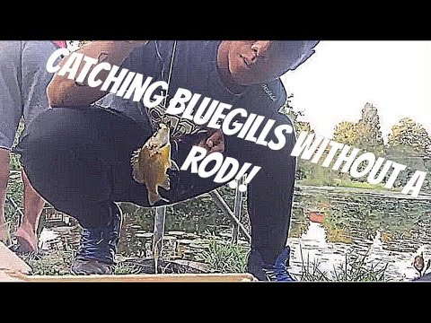 YouTube Video - How to Catch a Fish Without a Rod