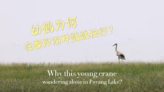 幼鹤为何在鄱阳湖畔踽踽独行？Why this young cranewandering alone in Poyang Lake?
