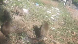 banyak dapat jagung dan pisang juga monyet konyet masihan dia laper #regular