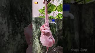 minivlog 014 /தொப்புசம் /goat lungs recipe shorts lungs food cookingvideo minivlog