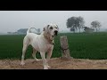 Bully kutta female "" bijli""