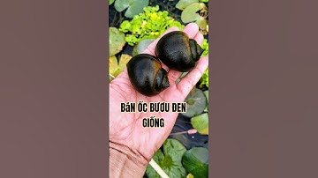 Hứng dẩn Nuôi ốc bươu đen Bán ốc bươu giống #food # banocgiong#fishing #ocnhoigiong #