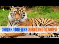 Тигр | Энциклопедия животного мира