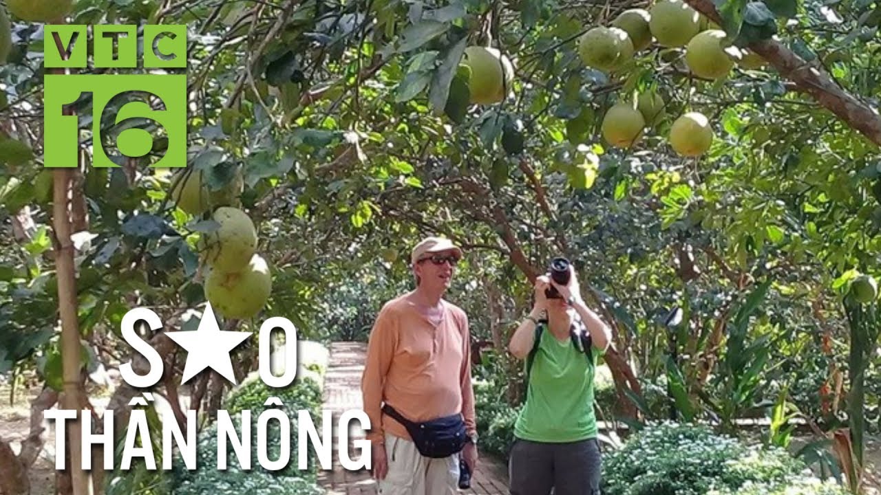 Ngắm vườn thanh trà 