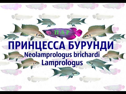 Video: Kaip Padaryti Dekoracijas Akvariumui