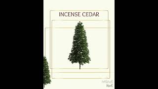 Real Tree Cliparts - incense cedar - photoshop overlays png, Tree layout, transparent background