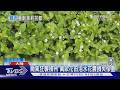 全球市占60%!颱風重創陸「茉莉花之鄉」茶飲供應鏈拉警報｜TVBS新聞 @TVBSNEWS01
