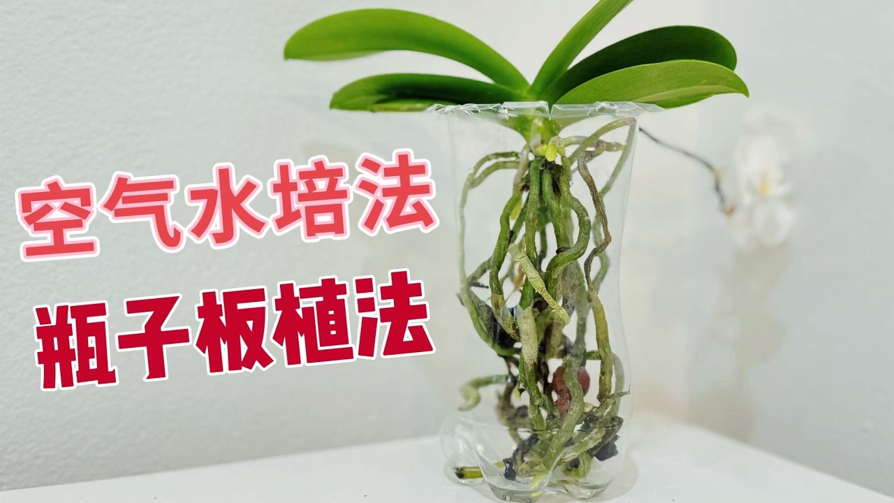 【25054】家养蝴蝶兰方法，空气水培法，瓶子板植法，新手友好，简单不烂根【静姐说花】