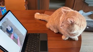 Chanp is a Curious Munchkin Cat #munchkin by Kittypuppy TV 1,369 views 8 months ago 1 minute, 59 seconds