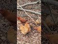 Nature's Drama: Hawks and Crows Protect Chickens #chickens #hawks