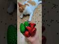 뭉치스타 #reversevideo #marblerunandmore #cat #catvideos #reverse