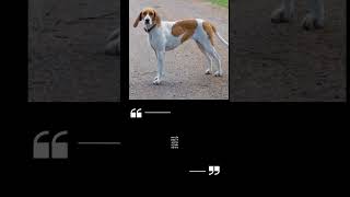 American Foxhound an all American dog and a hunter#foxhound#hound#dogbreeds#doglover#subscribe#fyp#y