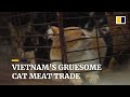 Over 1 Million Cats Trafficked And Killed For Meat Each Year In Vietnam Animal Welfare Groups Say 