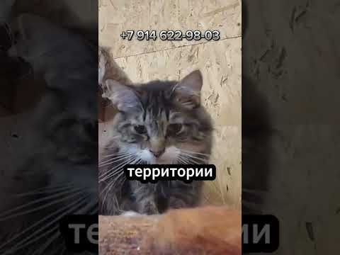 Приют для бездомных животных 'Кошкин Дом' просит помощи... 😿😽🙏🏻❤️🩹#kamchatka #камчатка #cat #любовь
