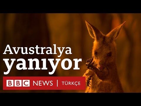 Avustralya yangınları: 500 milyona yakın canlı yaşamını yitirdi