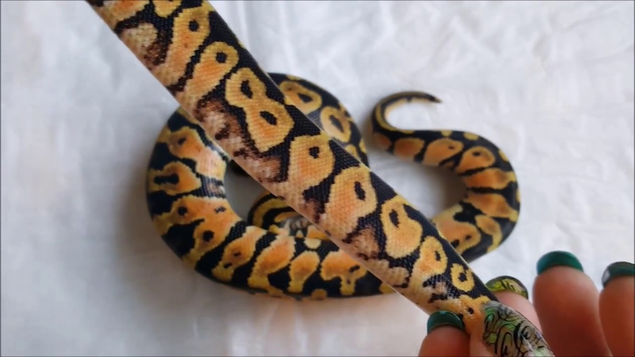 eggs florentine Ball Python Clutch 6 update 2017