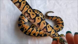Famous Ball Python Clutch 6 update 2017 Profile