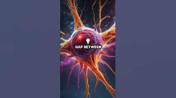 Ever wondered how neurons work? #learnwithtiktok #anatomy #anatomyclass #brain #education #fyp