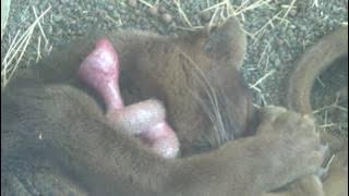 Cute Sleeping Fossa