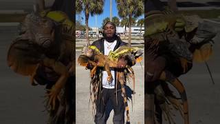 Why, after all, are people catching iguanas😱