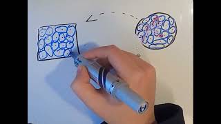 Epithelial cell dynamics