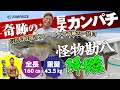 近海で想定外の怪物が浮上!!カンパチ160cm、43.5kgの奇跡!!