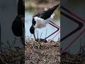 Black-necked Stilt: four eggs