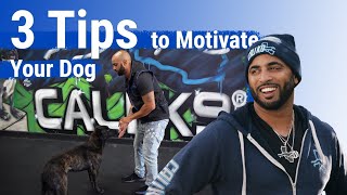 3 Tips to Motivate Your Dog