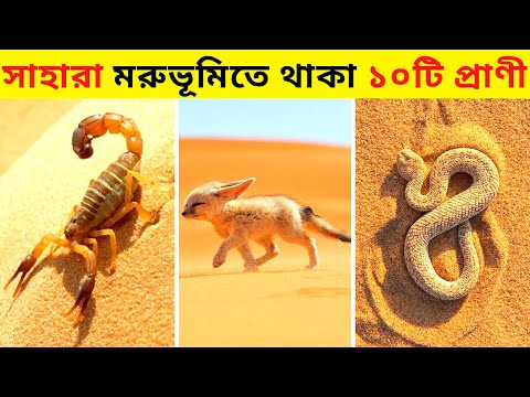 সাহারা মরুভূমিতে থাকা ১০টি প্রাণী।।Animals Of The Sahara Desert।।Desert Animals In Bangla