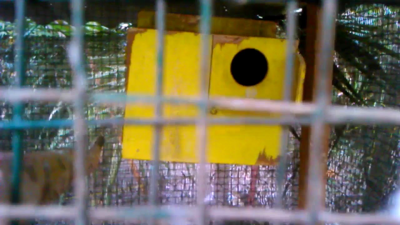 Suara Merdu BUrung Parkit 