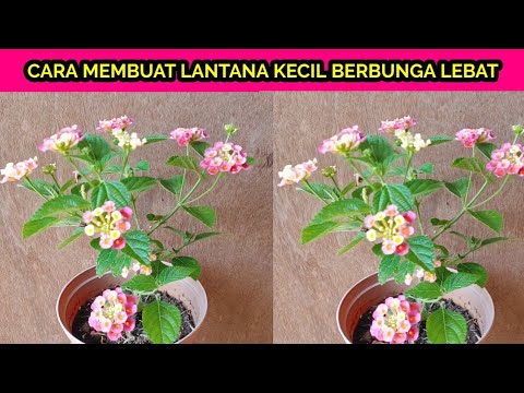 Video: Haruskah lantana dipotong?