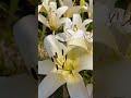 #Shorts Beautiful Flowers 2