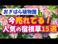【ガーデニング】おぎはら植物園!2月の今本当に売れてる人気の宿根草15選を紹介!Gardeninng ・あしかがフラワーパーク・代々木公園・中之条ガーデンズ・服部ファームガーデン