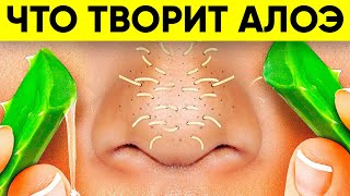 ВОТ ЧТО ТВОРИТ АЛОЭ! (Реальная Польза и Вред Алоэ Вера)