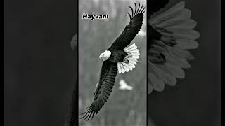 Selam Bu Benim Ilk M Beğenip Abone Olursanız Sevinirim